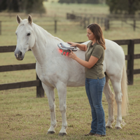 The 8-Head Red Light Recovery Gun for Horses