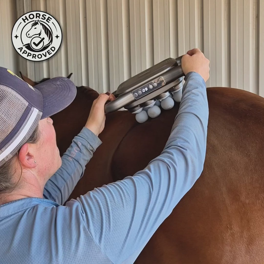 The 8-Head Red Light Recovery Gun for Horses